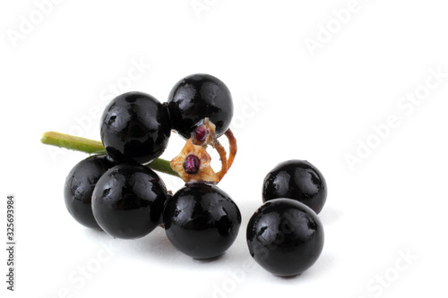 Foto European black nightshade