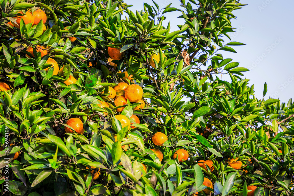 Delicious oranges in autumn orchard