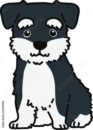 Outlined Miniature Schnauzer puppy sitting front view