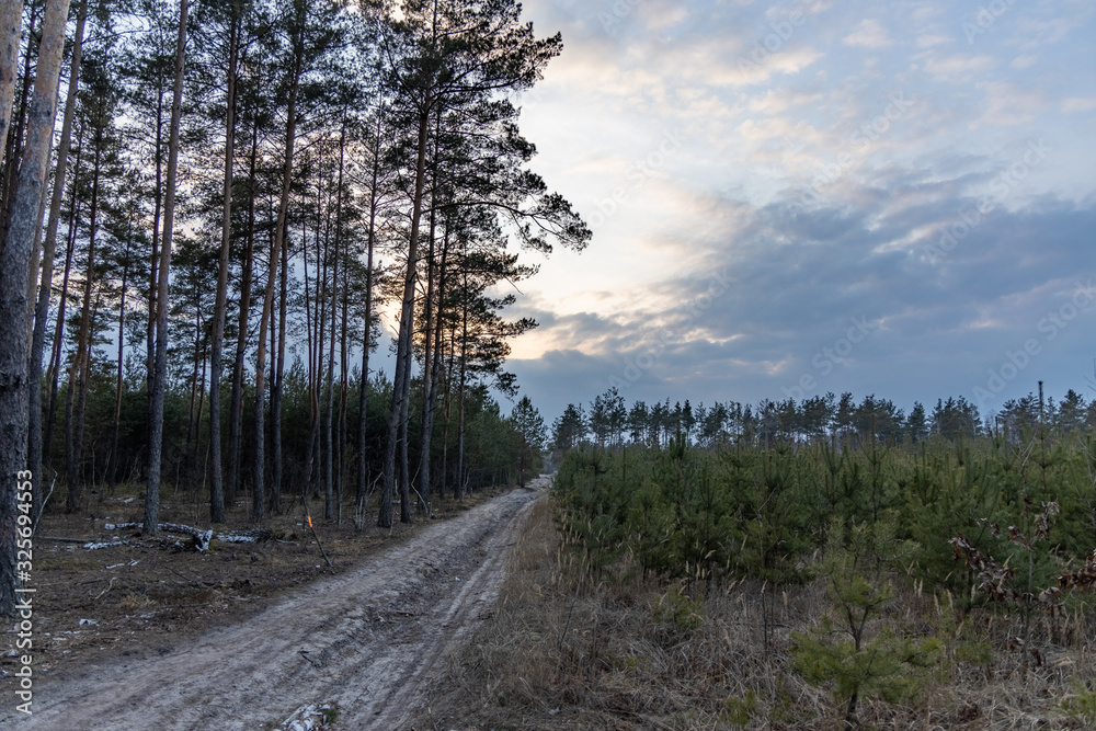 Dirt road in the coniferous forest at sunset Dirt road in the coniferous forest at sunset