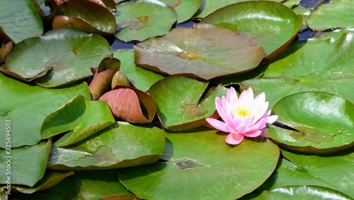 Single pink water lily (Nymphaeaceae) on shiny green leaves. Lotus flower in the pond. Panoramic view