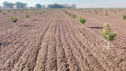 Low aerial view of newly planted lemon orchard – Yuma Arizona