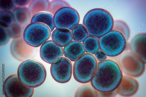 Bacteria Ureaplasma urealitycum photo