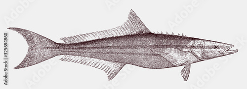 Cobia rachycentron canadum, marine food fish in side view