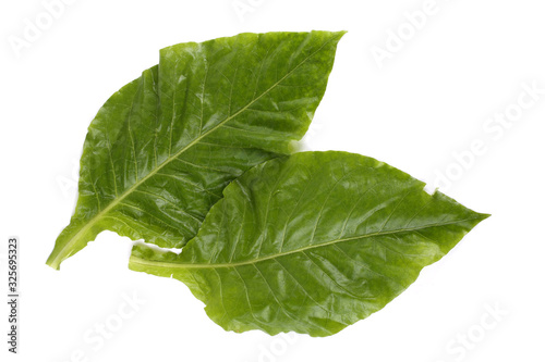 Two tobacco leaves