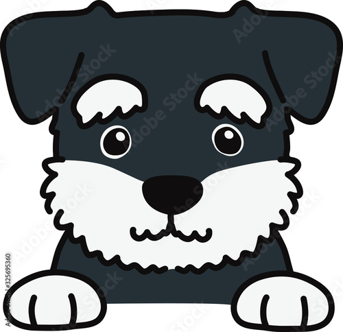Miniature Schnauzer puppy head front view with paws