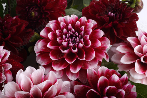 Dahlia flowers background