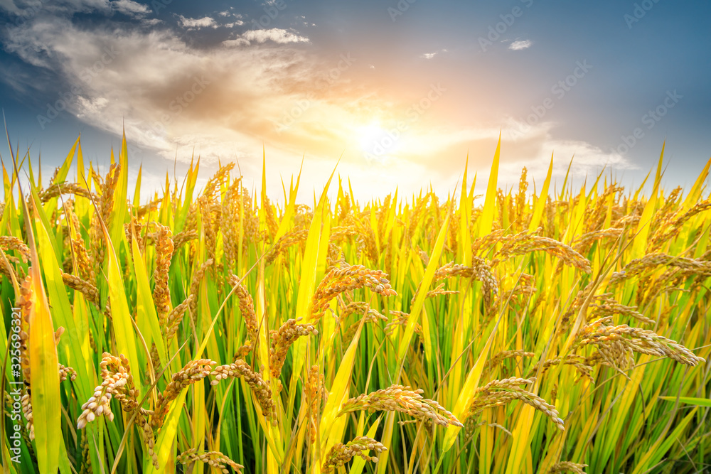 Obraz premium Ripe rice in farmland at dusk in autumn