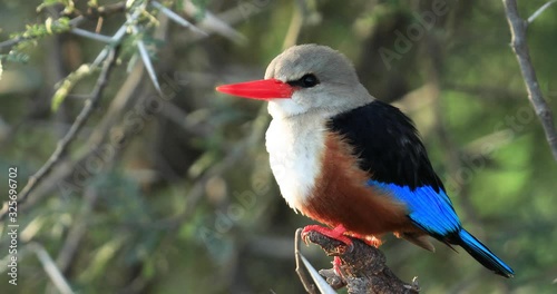 Gray-headed Kingfisher waits on a branch photo