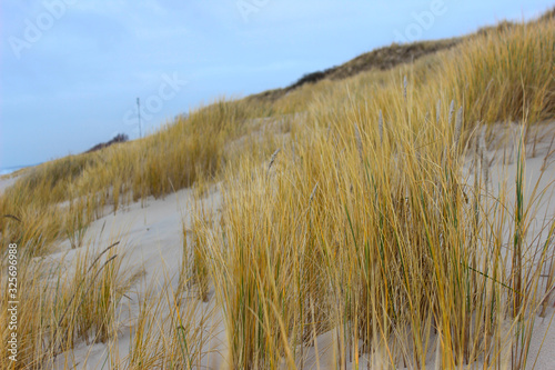 Fototapeta Naklejka Na Ścianę i Meble -  grass on the beach
