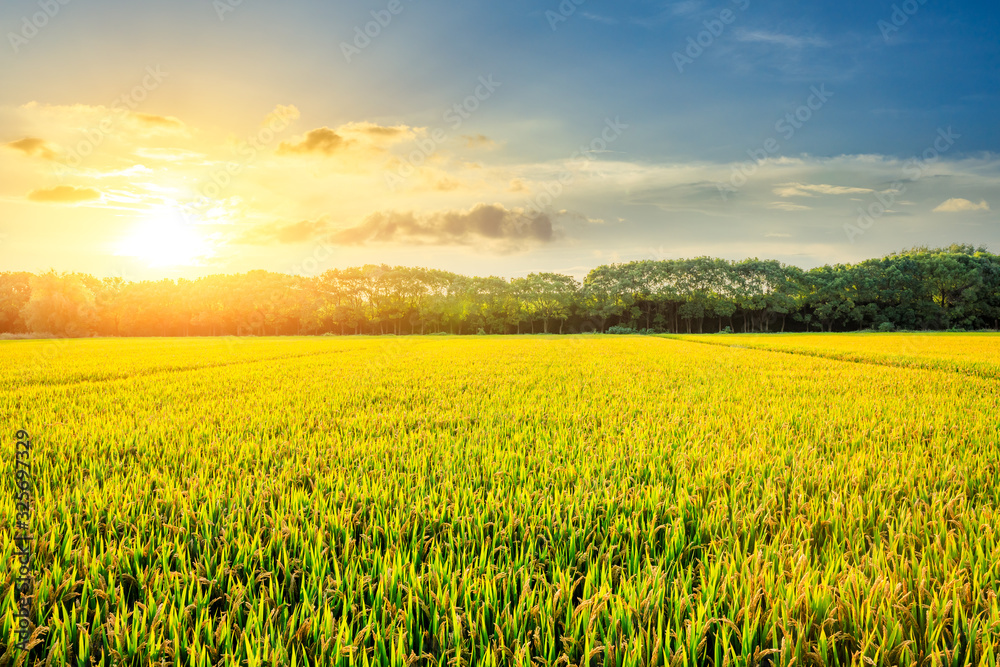 Field of ripe rice at dusk Field of ripe rice at dusk