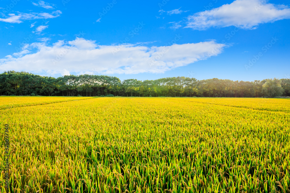 Rice growing in the field in autumn Rice growing in the field in autumn