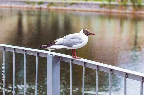 Gull sitting on the parapet of the bridge in Space square in Kremenchug city, Poltava region, Ukraine. Bird concept. Wildlife. Soft selective focus © Blumesser