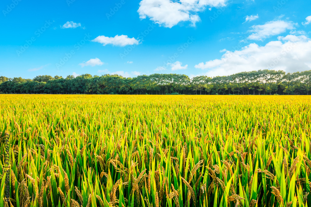 Rice growing in the field in autumn Rice growing in the field in autumn