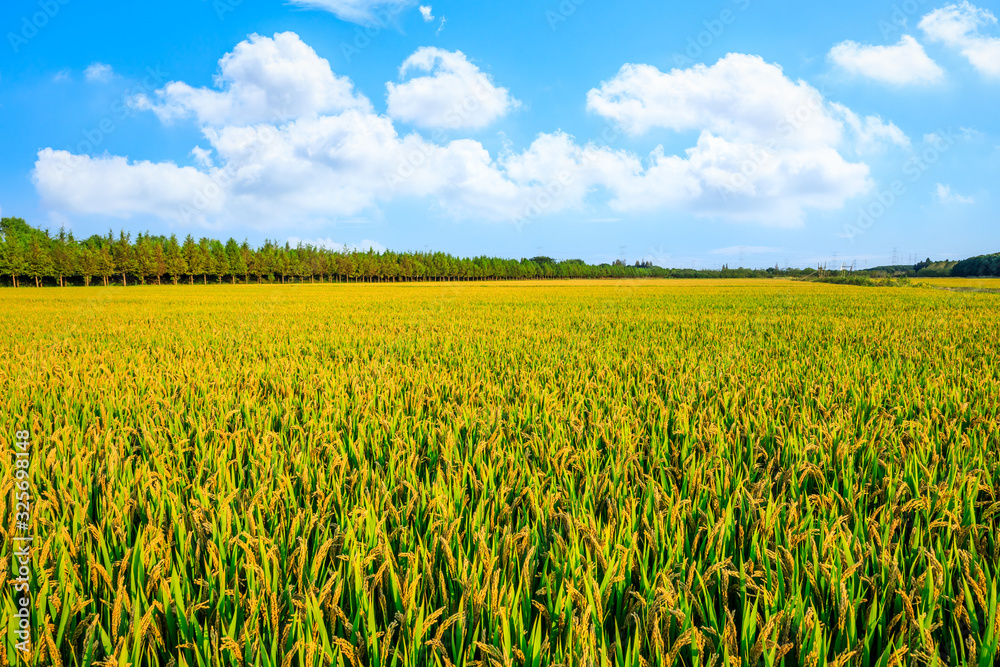 Rice growing in the field in autumn