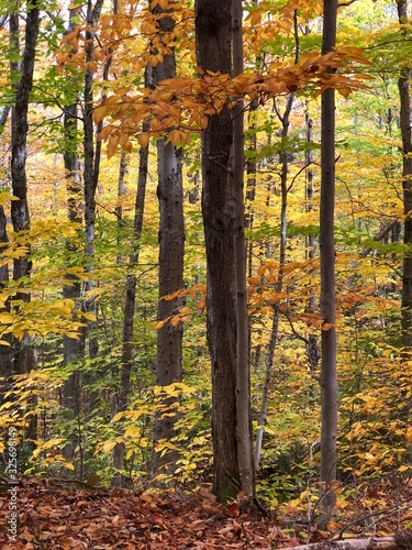 Autumn Park