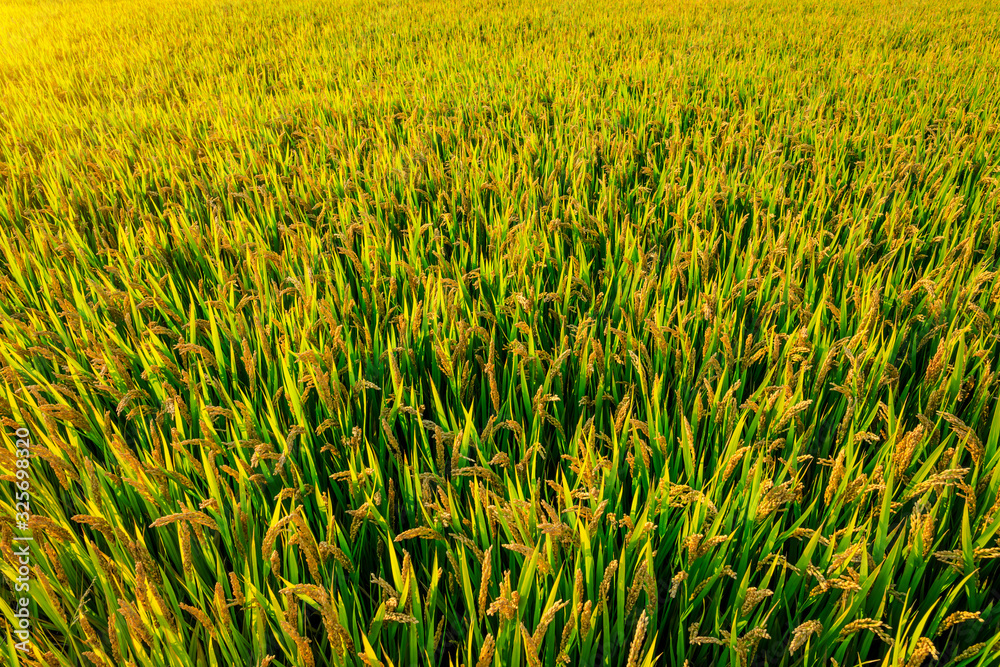 Rice growing in the field in autumn