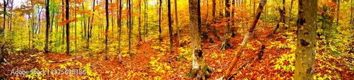 autumn leaves background