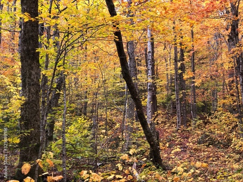 Autumn in New England
