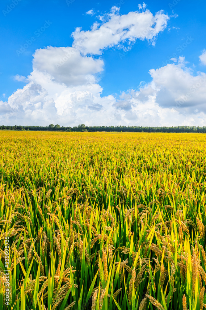 Rice growing in the field in autumn Rice growing in the field in autumn