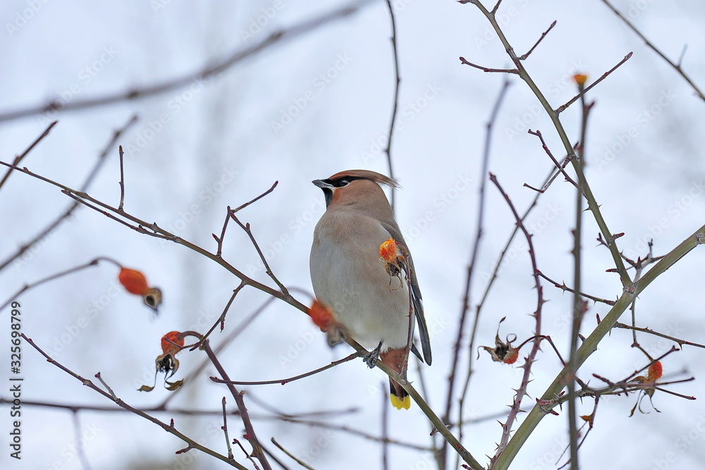 Winter bird sits on a tree branch.