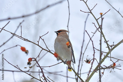Winter bird sits on a tree branch. © Oleksandr Umanskyi