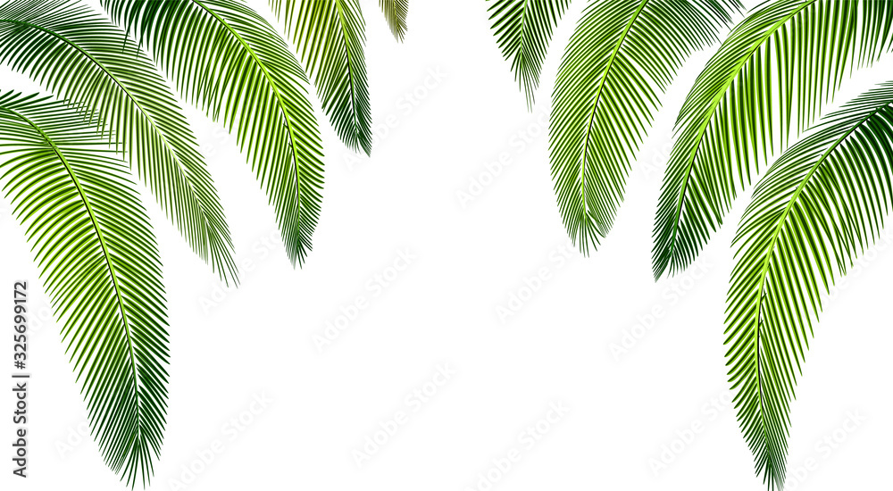 Fototapeta Tropical Various forms of green palm leaves. Place for advertisement, announcement. illustration