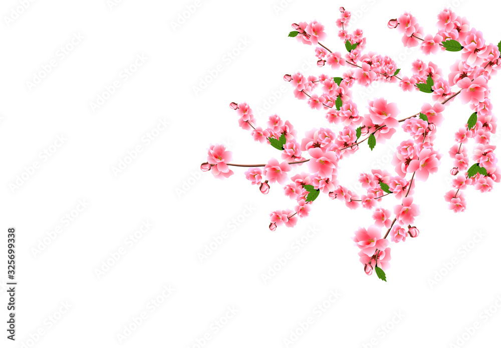 Sakura. Cherry branches with delicate pink flowers, leaves and buds. Isolated on white background illustration.