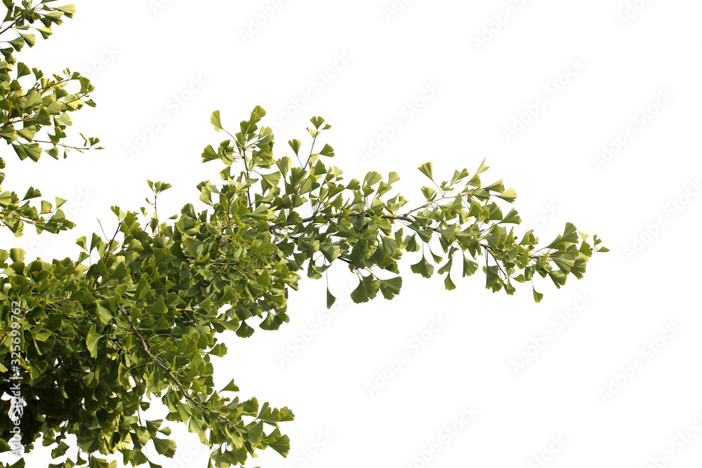 Ginkgo biloba branches Ginkgo biloba branches