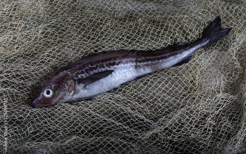 Alaska pollock on net