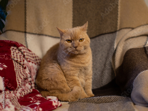 Big beautiful red cat sits on a beige armchair with a very dissatisfied and angry face.