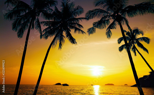 Palm trees at sunset © Alex