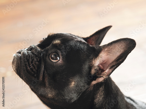 Close-up of a obedient black french bulldog
