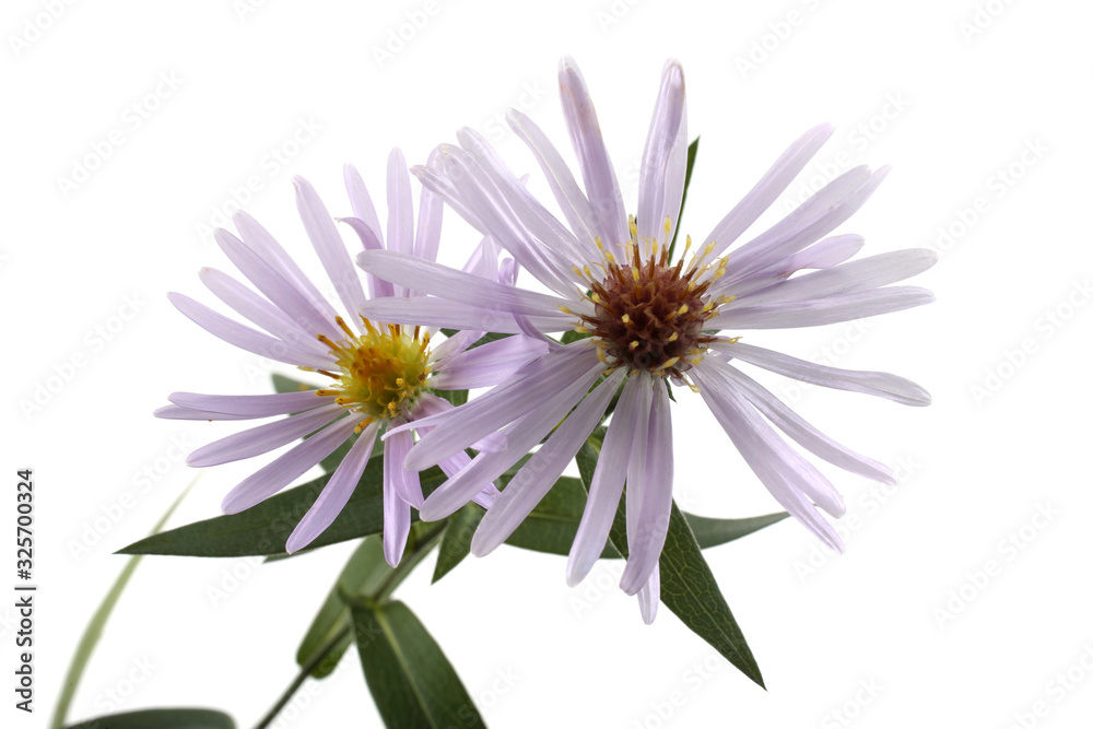 Growing asters isolated on white