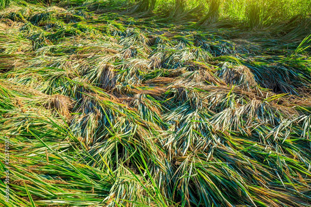 Rice growing in the field in autumn