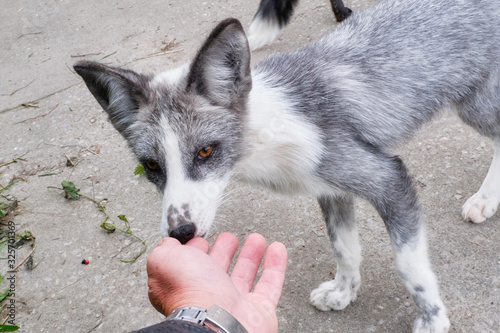 tamed foxes playing with man's hand