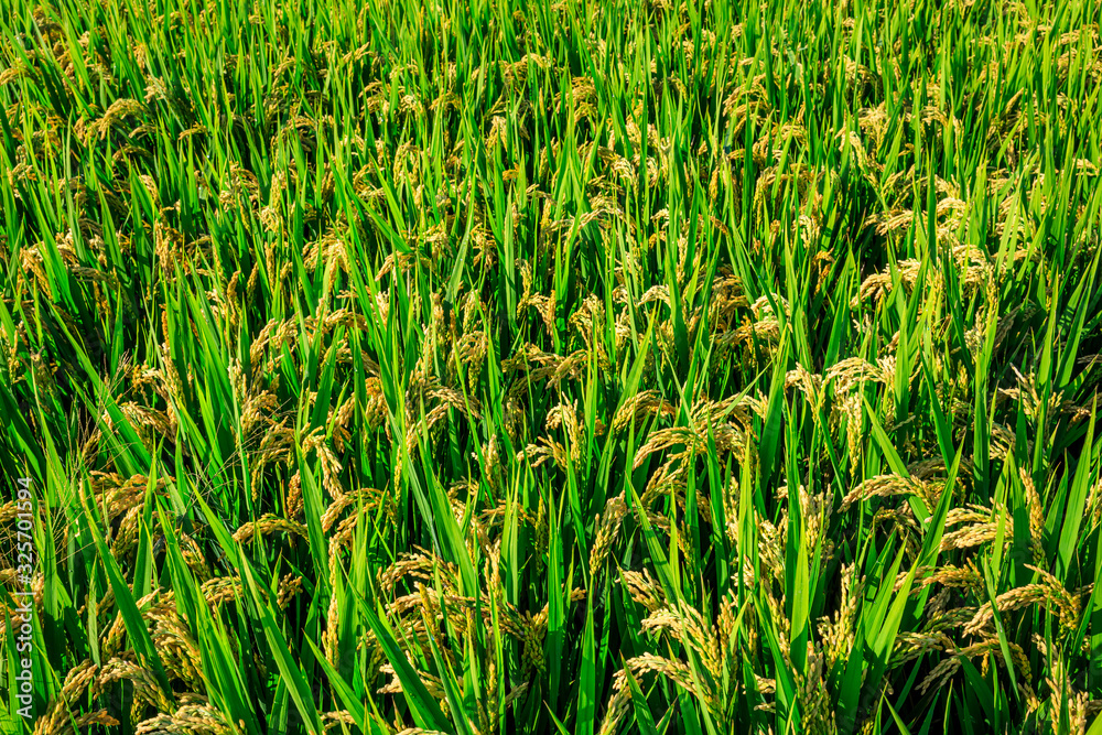 Rice growing in the field in autumn Rice growing in the field in autumn