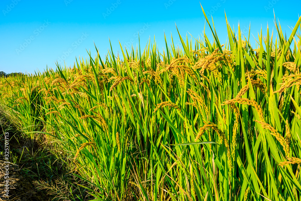 Fototapeta premium Rice growing in the field in autumn