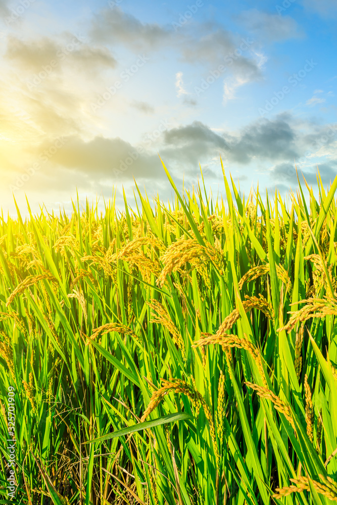 Obraz premium Rice growing in the field in autumn