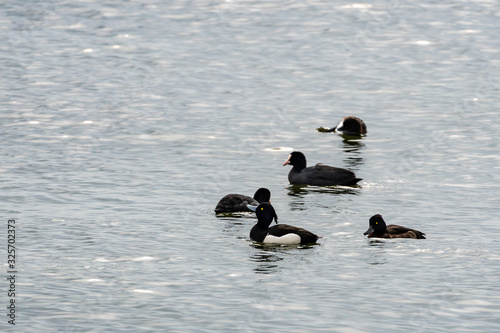 Greater scaup aythya marila in water