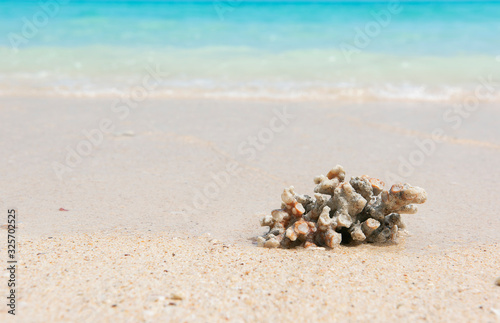 Underwater coral, and sand. Sea scene.