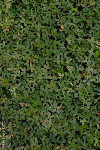 Hierba verde con pequeñas hojas de diferentes tonos. La naturaleza regresa después del encierro