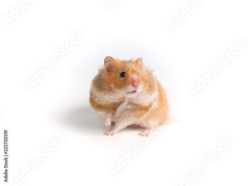 Fluffy ginger hamster. Studio photo on a white background. Cute pet.