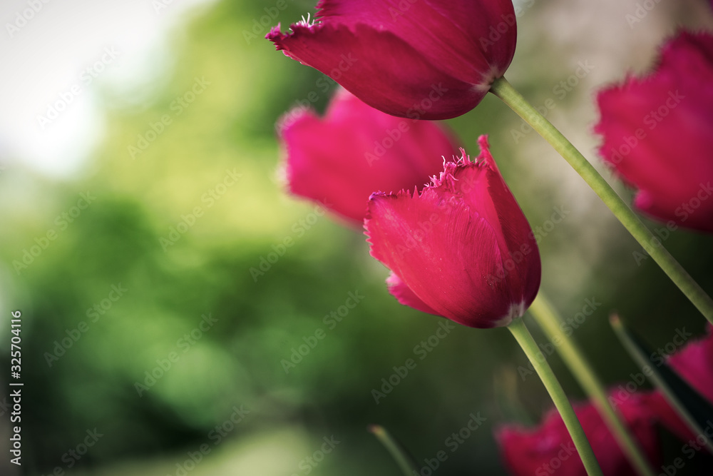 Fototapeta premium Beautiful view of pink tulips under sunlight landscape of spring or summer.