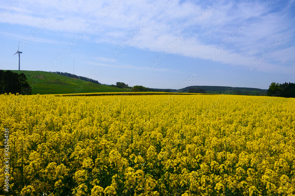 横浜町の菜の花畑。横浜、青森、日本。5月中旬。