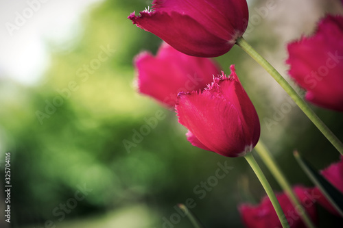 Beautiful view of pink tulips under sunlight landscape of spring or summer.