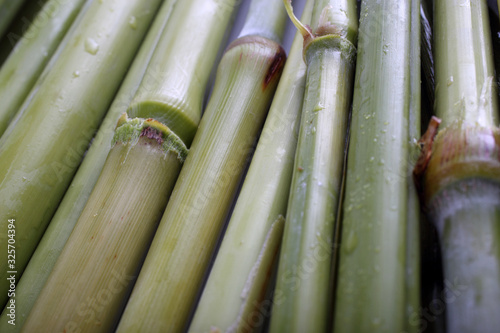 Sugar cane background
