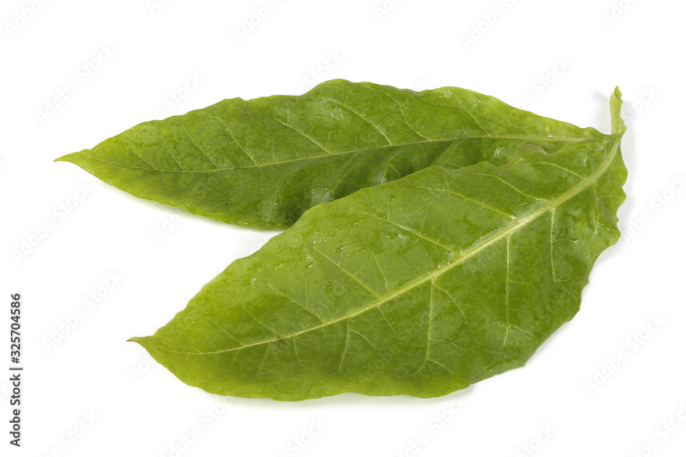 Obraz premium Two tobacco leaves