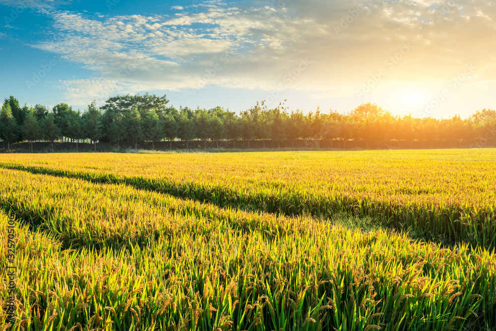 Field of ripe rice at dusk