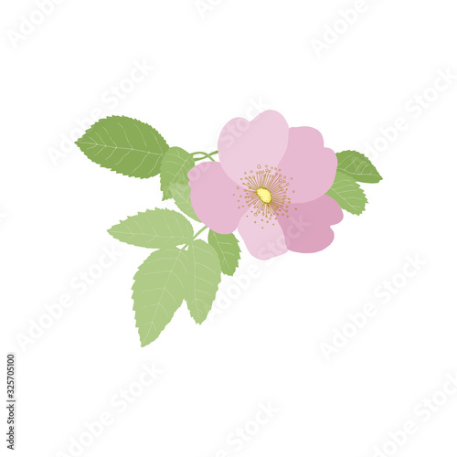 Rosehips bloom (Rosa rugosa) on a white background. Vector floral illustration. Can be used for postcards, invitations, advertising, web, textile and other.